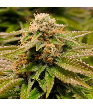 Gorilla Breath - Humboldt