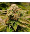 Gorilla Breath 10 u. fem. Humboldt