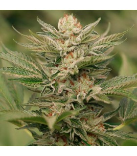 Sapphire Scout - Humboldt