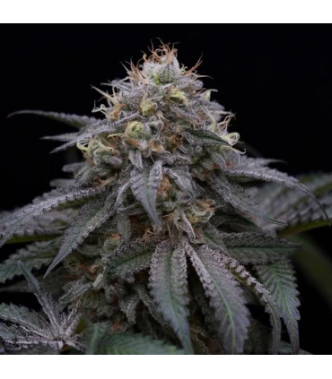 Sugar Breath - Humboldt