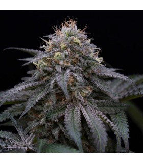 Sugar Breath 10 u. fem. Humboldt