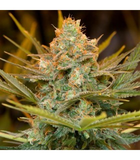 Three Blue Kings - Humboldt