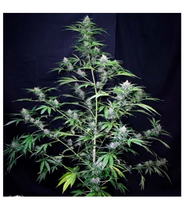 Auto Super Big Black Ryder ´98 - Xtreme Seeds - Kayamurcia.es