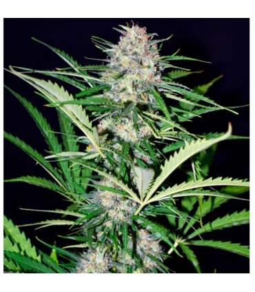 Auto Super Big Afghan Shadow - Xtreme Seeds - Kayamurcia.es