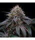 Sugar Breath 5 u. fem. Humboldt