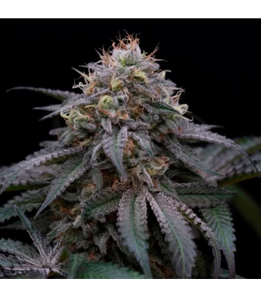 Sugar Breath 5 u. fem. Humboldt