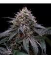 Sugar Breath 5 u. fem. Humboldt