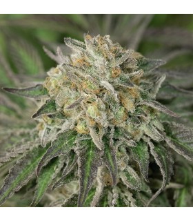 Blue Fire  5 u. fem. Humboldt
