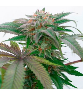 Bubba Kush 2.0  5 u. fem. Humboldt