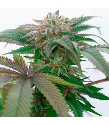 Bubba Kush 2.0  5 u. fem. Humboldt