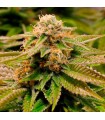 Gorilla Breath  5 u. fem. Humboldt
