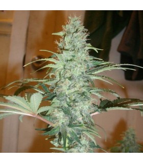 Super Skunk 10 u. reg. Nirvana