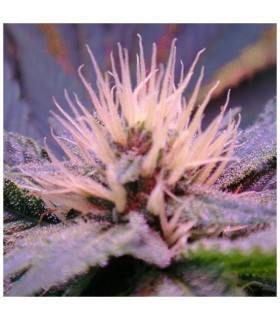Blue Mystic 10 u. reg. Nirvana