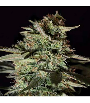 Medizinal CBD - Genehtik - Kayamurcia.es