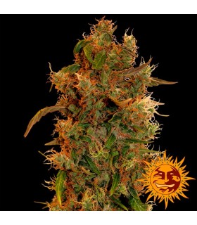 8 Miles High 10 u. reg. Mandala Seeds