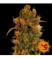 8 Miles High 10 u. reg. Mandala Seeds