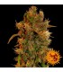 8 Miles High 10 u. reg. Mandala Seeds