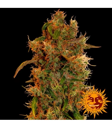 8 Miles High 10 u. reg. Mandala Seeds