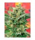 8 Miles High 10 u. reg. Mandala Seeds