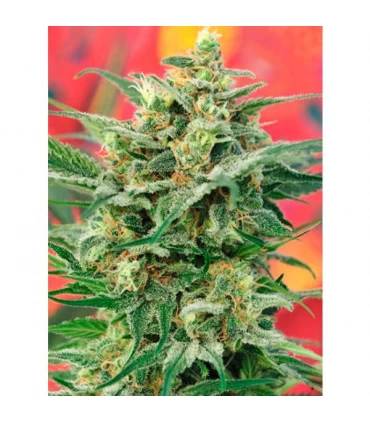 8 Miles High 10 u. reg. Mandala Seeds