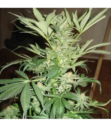 White Rhino 10 u. reg. Nirvana