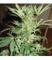 White Rhino 10 u. reg. Nirvana