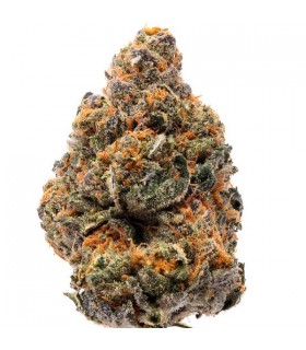 The New - Humboldt