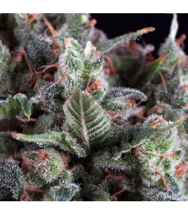 Auto Olympia - Pyramid Seeds.