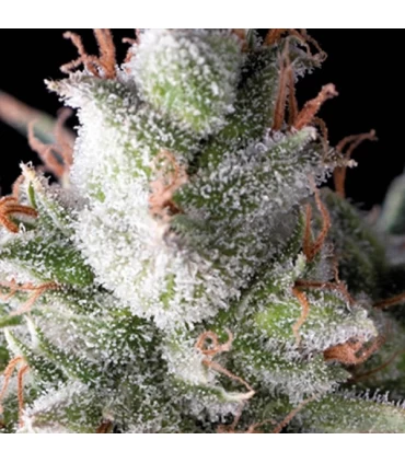 Auto Ramses - Pyramid Seeds.