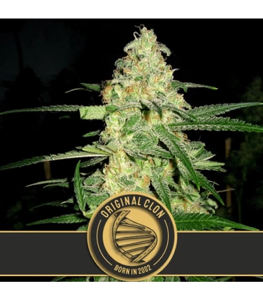Original Clon - Blimburn Seeds - Kayamurcia.es
