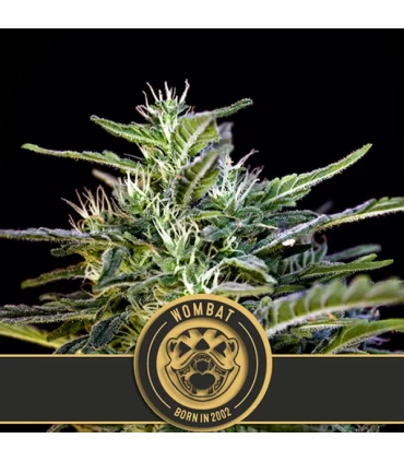 Wombat - Blimburn Seeds - Kayamurcia.es