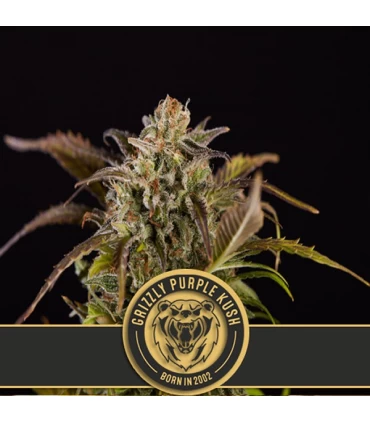 Grizzly Purple Kush - Blimburn Seeds - Kayamurcia.es