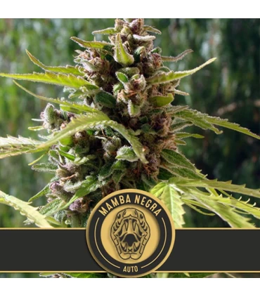 Auto Mamba Negra - Blimburn Seeds - Kayamurcia.es