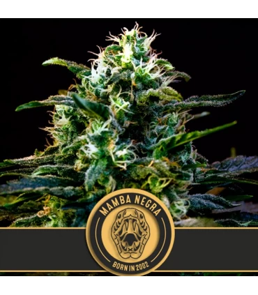 Mamba Negra CBD - Blimburn Seeds - Kayamurcia.es