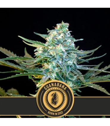 Guanabana - Blimburn Seeds - Kayamurcia.es