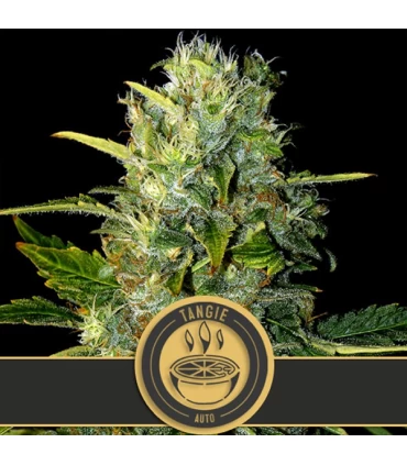 Auto Tangie - Blimburn Seeds - Kayamurcia.es