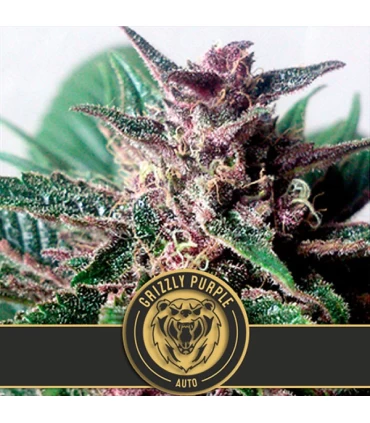 Auto Grizzly Purple - Blimburn Seeds - Kayamurcia.es