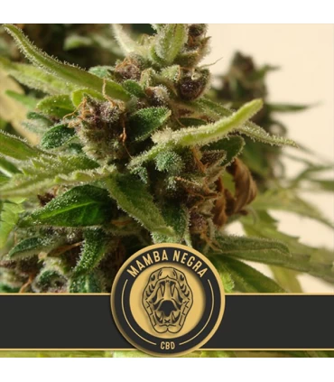 Auto Mamba Negra CBD - Blimburn Seeds - Kayamurcia.es