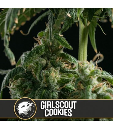 Girl Scout Cookies - Blimburn Seeds - Kayamurcia.es
