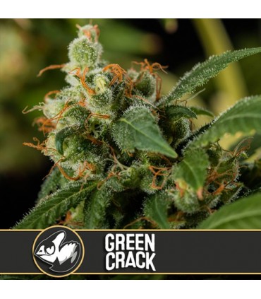 Green Crack - Blimburn Seeds - Kayamurcia.es