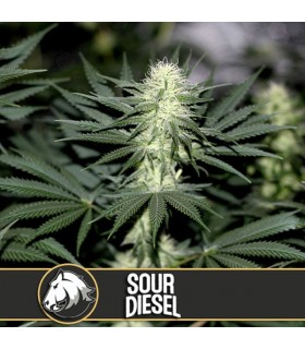 Sour Diesel - Blimburn Seeds - Kayamurcia.es