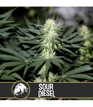 Sour Diesel - Blimburn Seeds - Kayamurcia.es