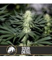Sour Diesel - Blimburn Seeds.