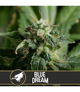 Blue Dream - Blimburn Seeds - Kayamurcia.es