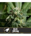 Blue Dream - Blimburn Seeds.