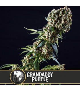 Grandaddy Purple - Blimburn Seeds - Kayamurcia.es