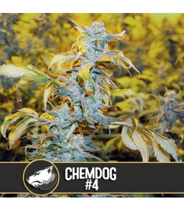 Chemdog - Blimburn Seeds - Kayamurcia.es