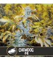 Chemdog - Blimburn Seeds.