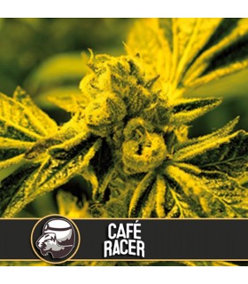 Cafe Racer - Blimburn Seeds - Kayamurcia.es