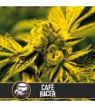 Cafe Racer - Blimburn Seeds.